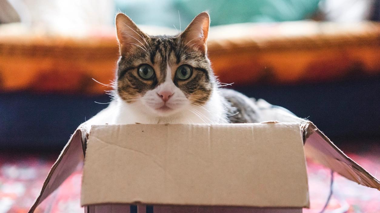 Festa nazionale del gatto - Crediti iStock Photo