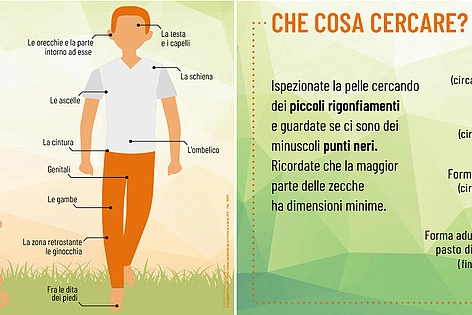 Zecche sull'uomo: ecco i 10 bersagli preferiti, dalla testa ai piedi