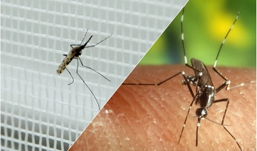 Dengue in Italia, il bollettino Iss e come si trasmette il contagio (dalla saliva delle zanzare)