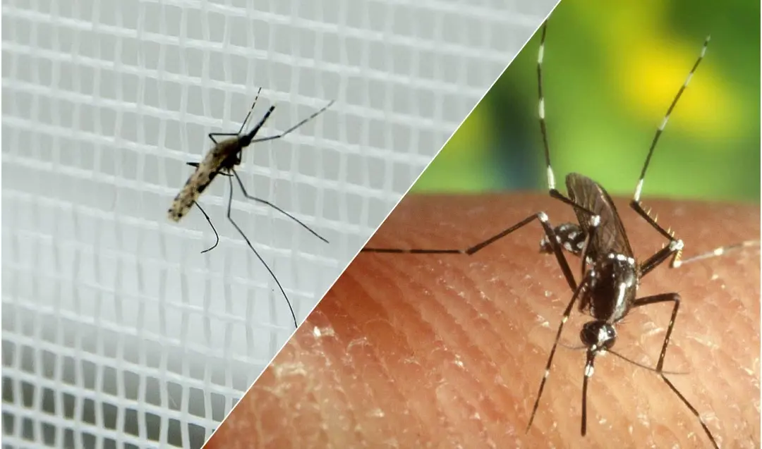 Dengue in Italia, ecco come si trasmette il contagio (dalla saliva delle zanzare). Il bollettino Iss