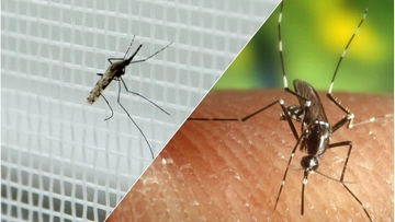 Dengue in Italia, ecco come si trasmette il contagio (dalla saliva delle zanzare). Il bollettino Iss