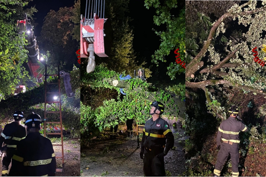 L'albero caduto a Barberino Valdelsa