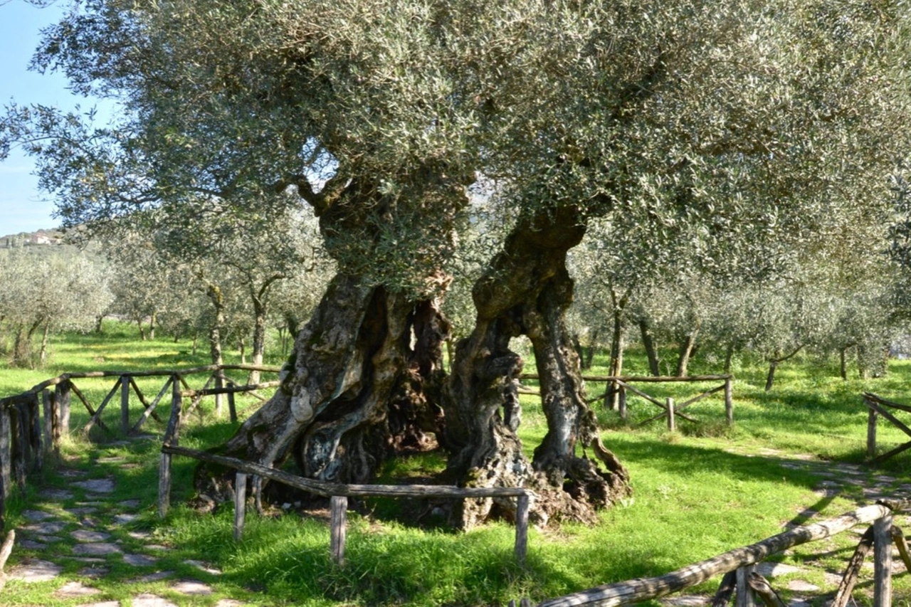 Oleoturismo in Umbria