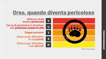 Andrea Papi ucciso da un orso: la scala del pericolo e quando un animale si definisce problematico