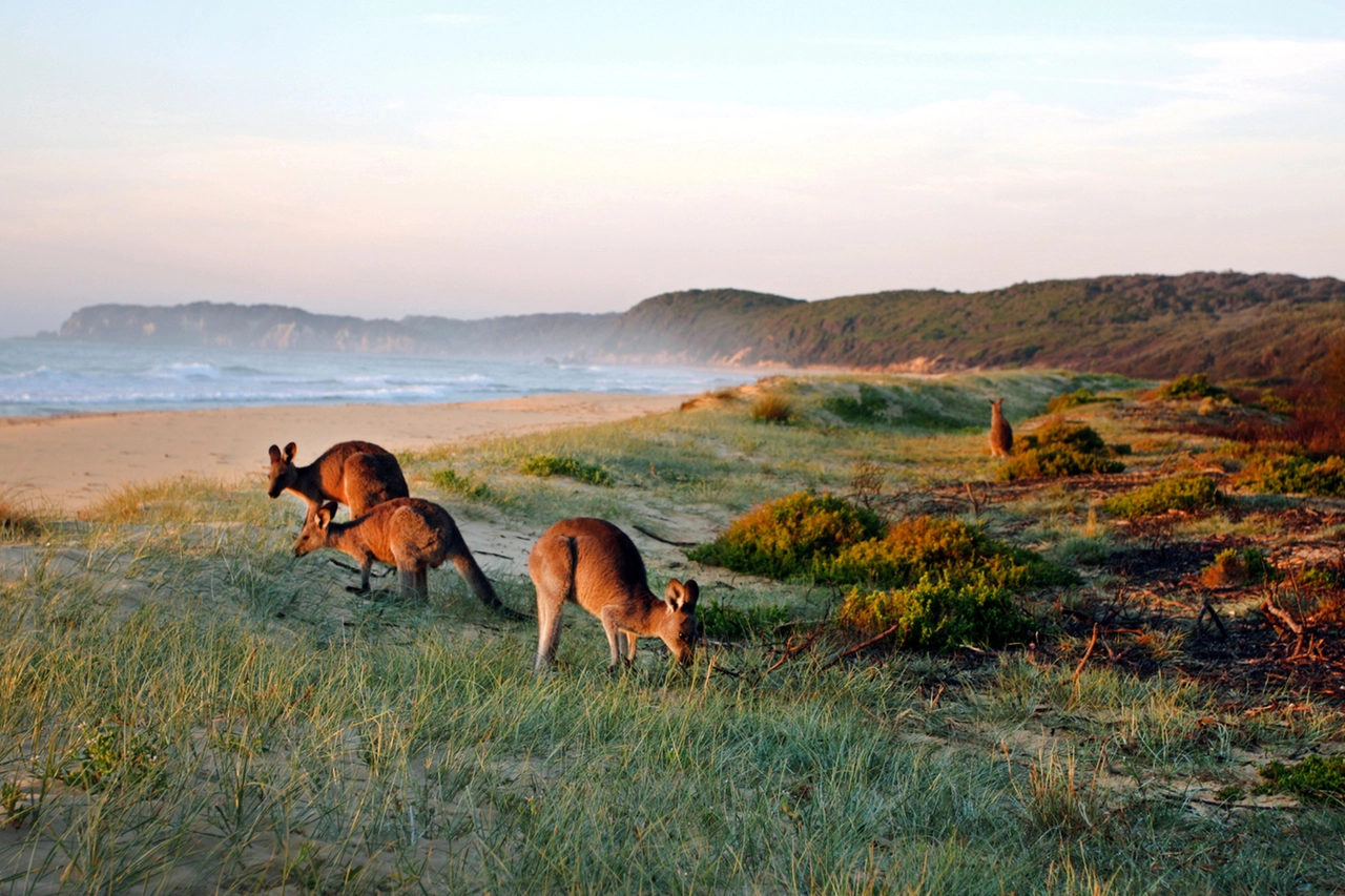 Kangaroos Grazing on the Beach