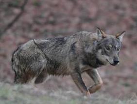 Caccia al lupo in Svezia da oggi (tra le polemiche). “Il governo vuol dimezzare la popolazione del predatore”