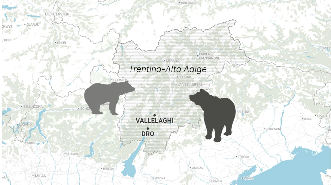 Orso insegue ciclista a Vallelaghi, in Trentino: episodio denunciato dalla Provincia