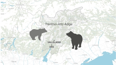 Trentino, “orso insegue ciclista a Vallelaghi”: ecco cosa sappiamo