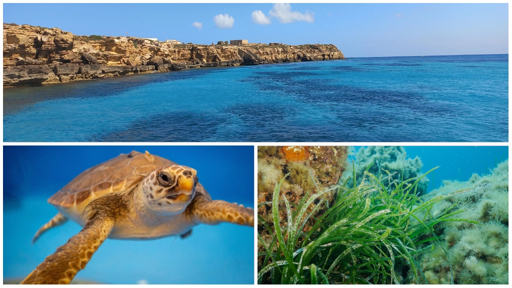 Lo splendido mare delle Isole Egadi, dove viene preservata la più grande prateria di Posidonia, e le tartarughe vengono salvate e curate