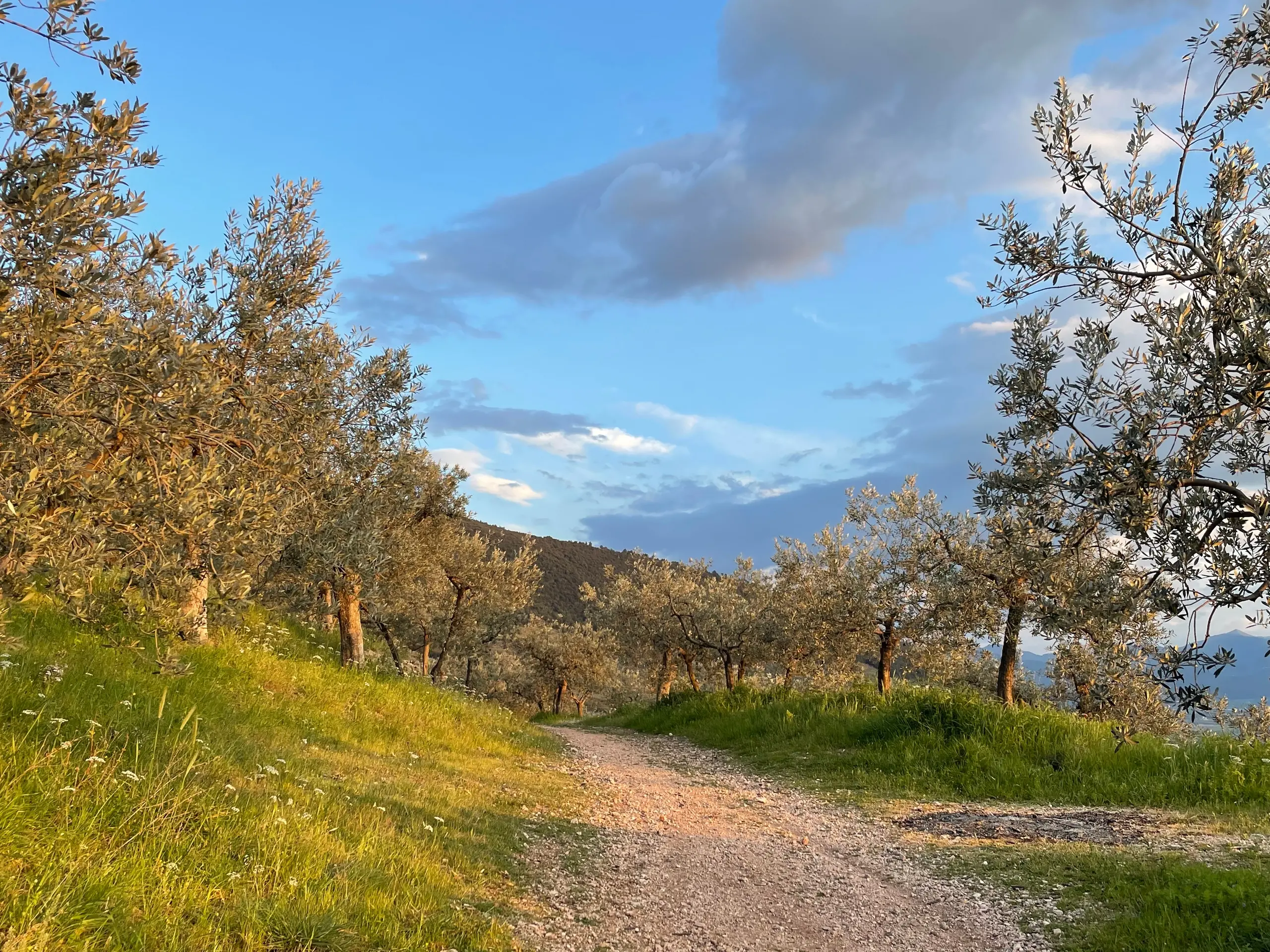 Umbria: passeggiate e buon gusto tra ulivi, musica e abbazie