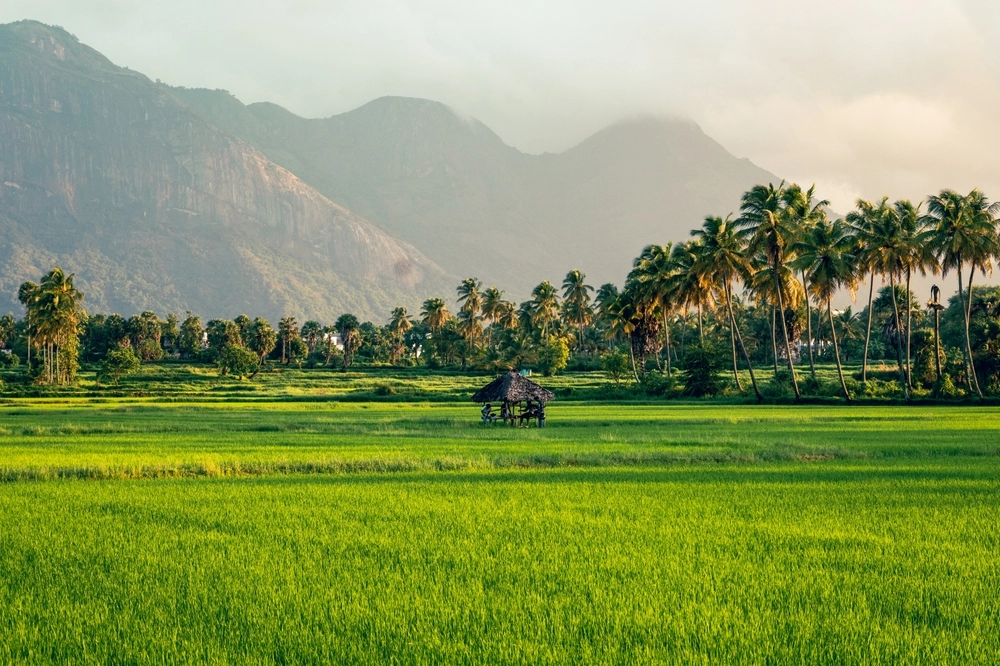 Kollengode,Palakkad- A Border village in Palakkad District Famous for its beautiful vast strech of paddy fields and waterfalls