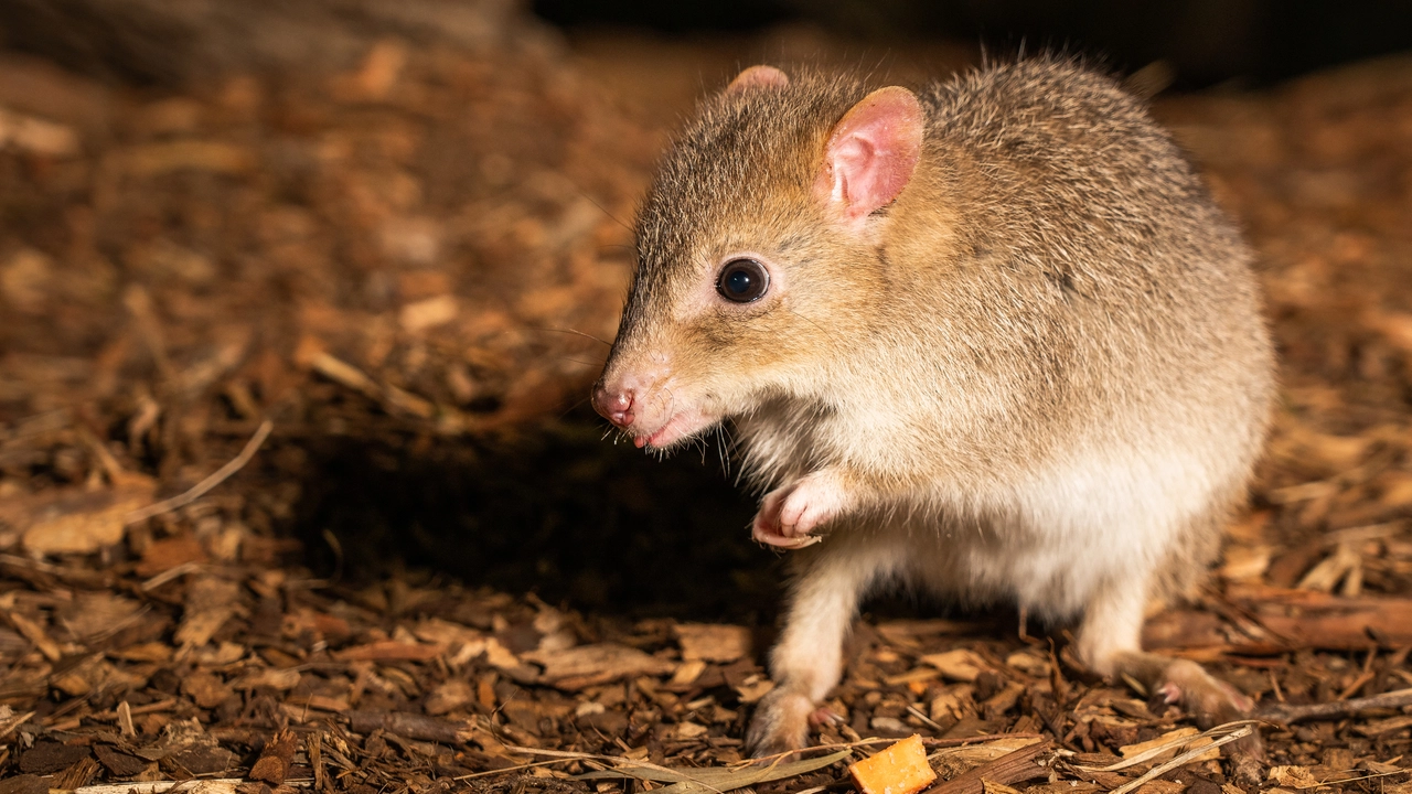 Un esemplare di Bettongia australiano