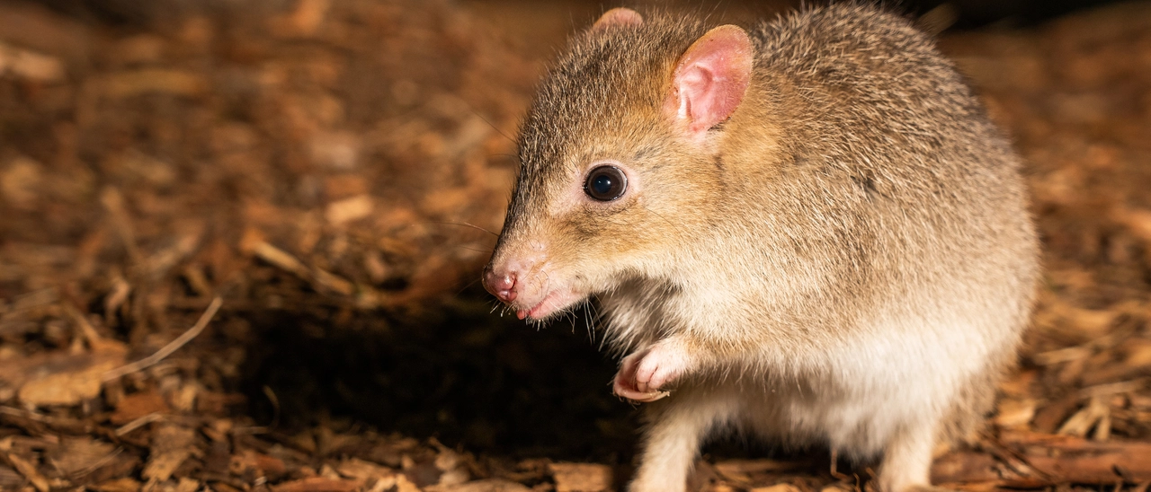 Un piano per salvare il mini canguro australiano, piccolo giardiniere della natura