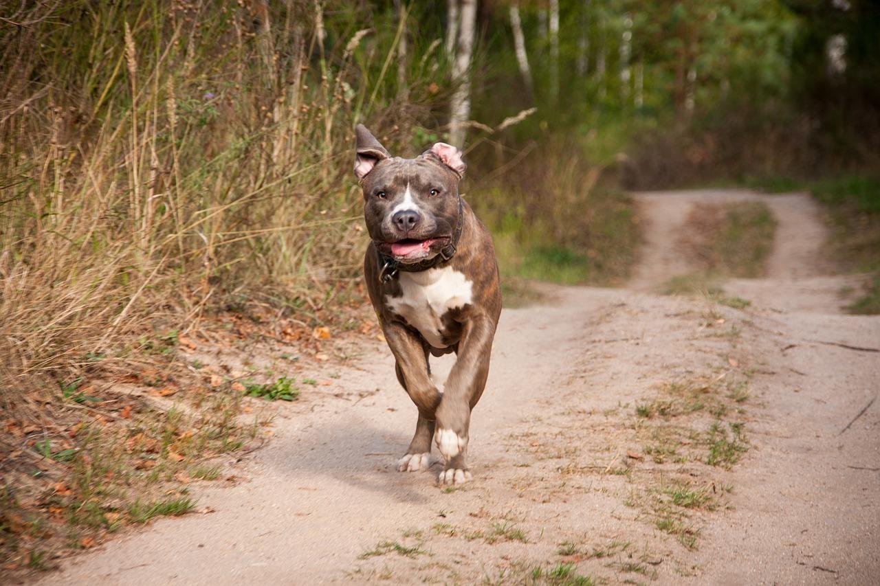 Acerra, bimba sbranata dal pitbull. Paita: “Ddl per vietare la vendita di razze violente”