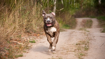 Acerra, bimba sbranata dal pitbull. Proposta di legge: “Patentino per i proprietari”