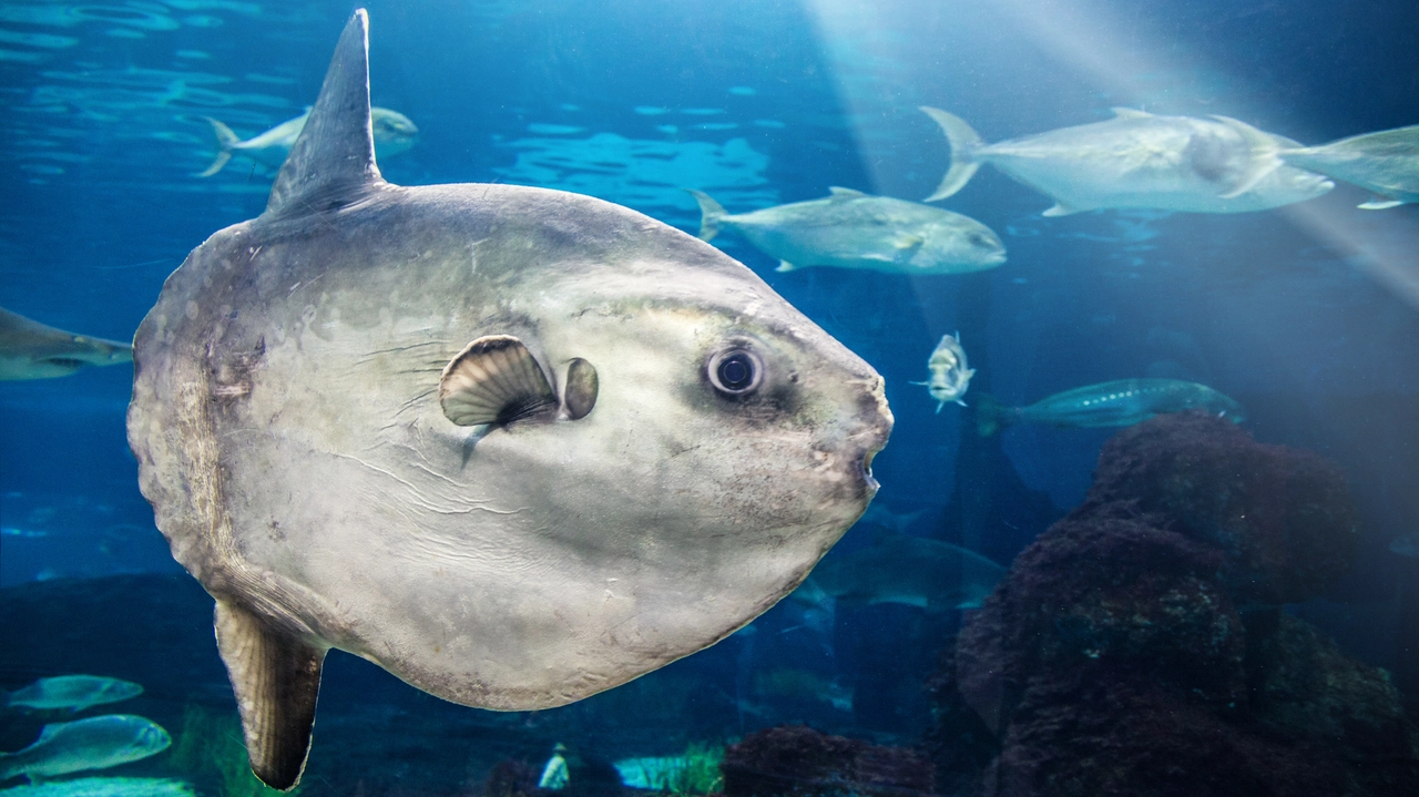 Un esemplare di pesce luna