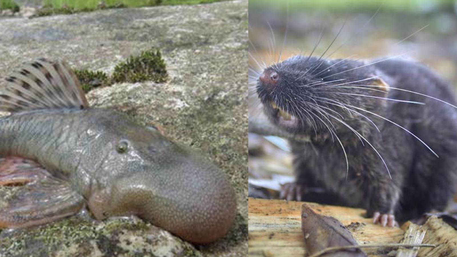 Dal pesce blob al topo anfibio, scoperte 27 nuove specie in Perù. Alcune sono davvero curiose