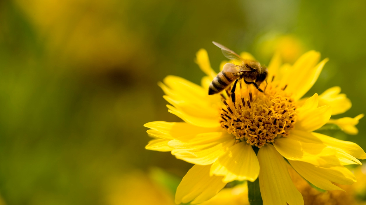 Il 20 maggio si celebra la Giornata mondiale delle api (iStock Photo)