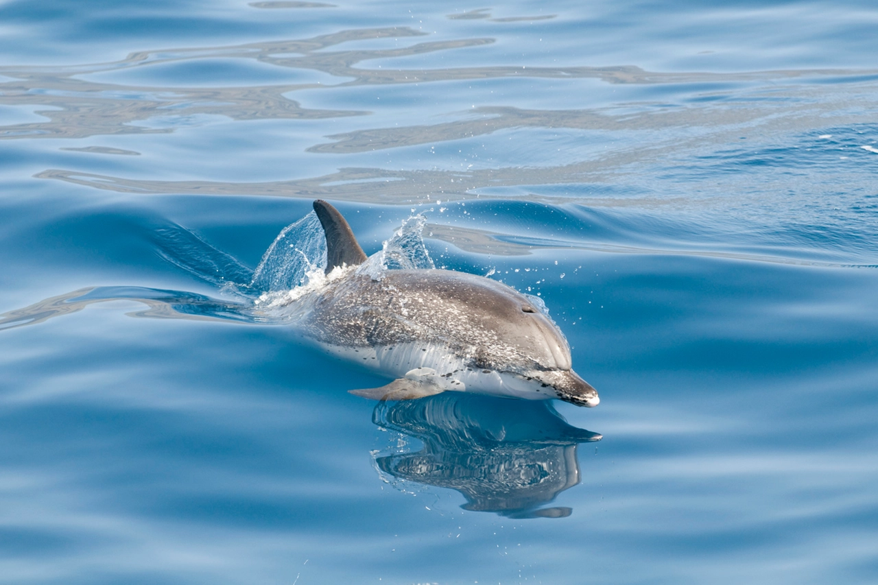 Un delfino