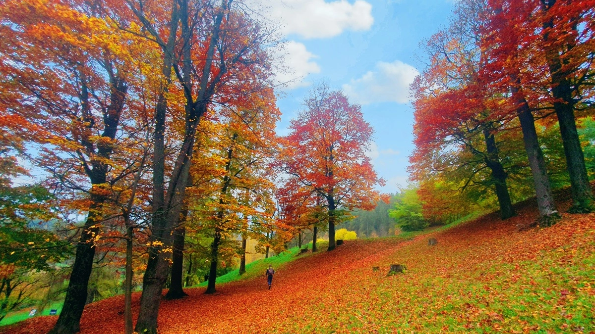 Tappeti di foglie rosse in Val Pusteria