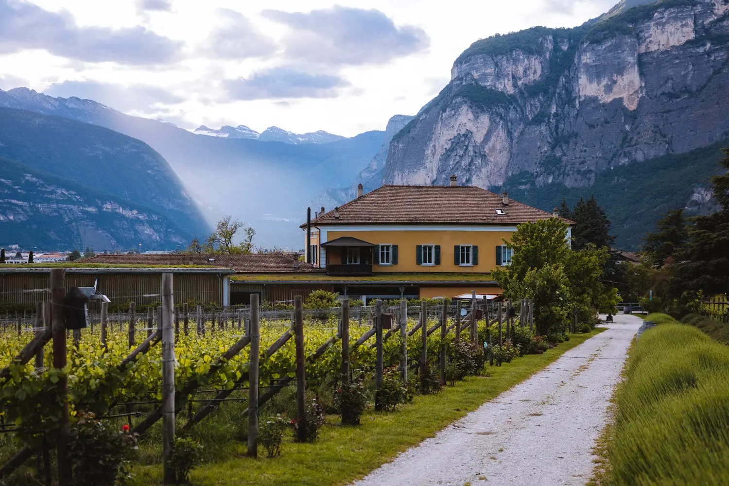 Piana Rotaliana, il giardino dorato