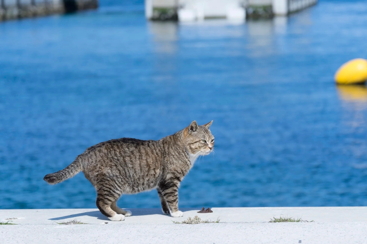 Un gatto sull'isola di Tashirojima