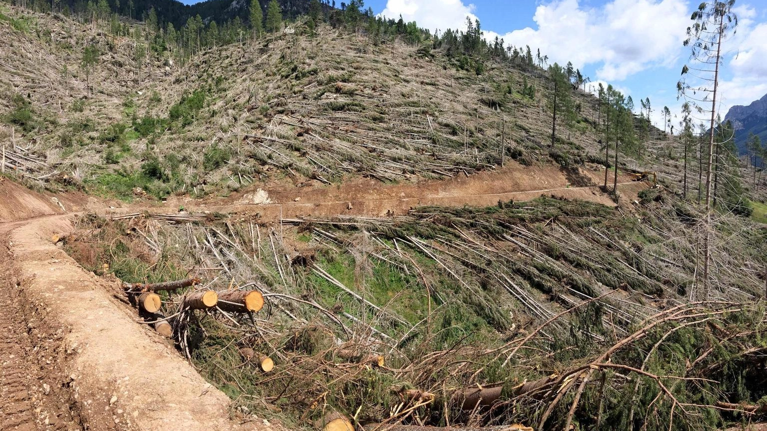 Dopo Vaia in Trentino 1.500 cantieri per sistemare i boschi