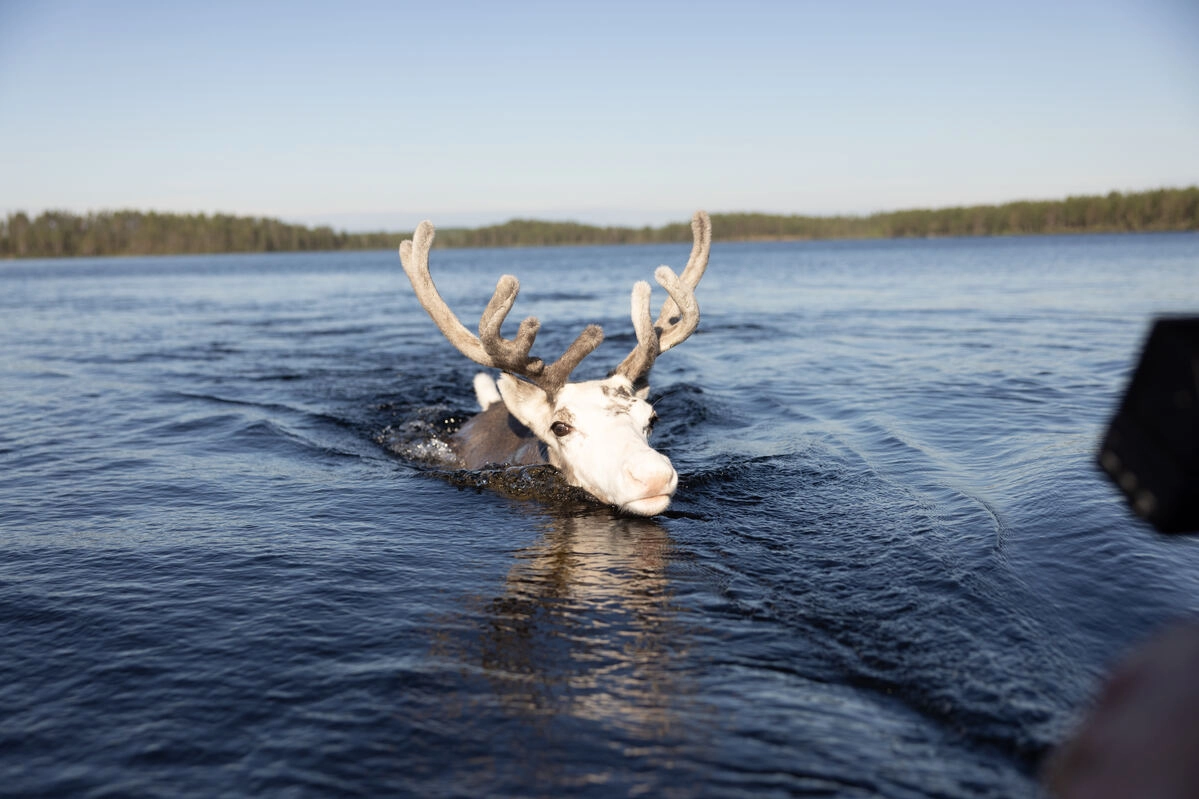 Per partecipare al contest artico bisogna seguire la renna Rescue durante i suoi spostamenti nella natura selvaggia