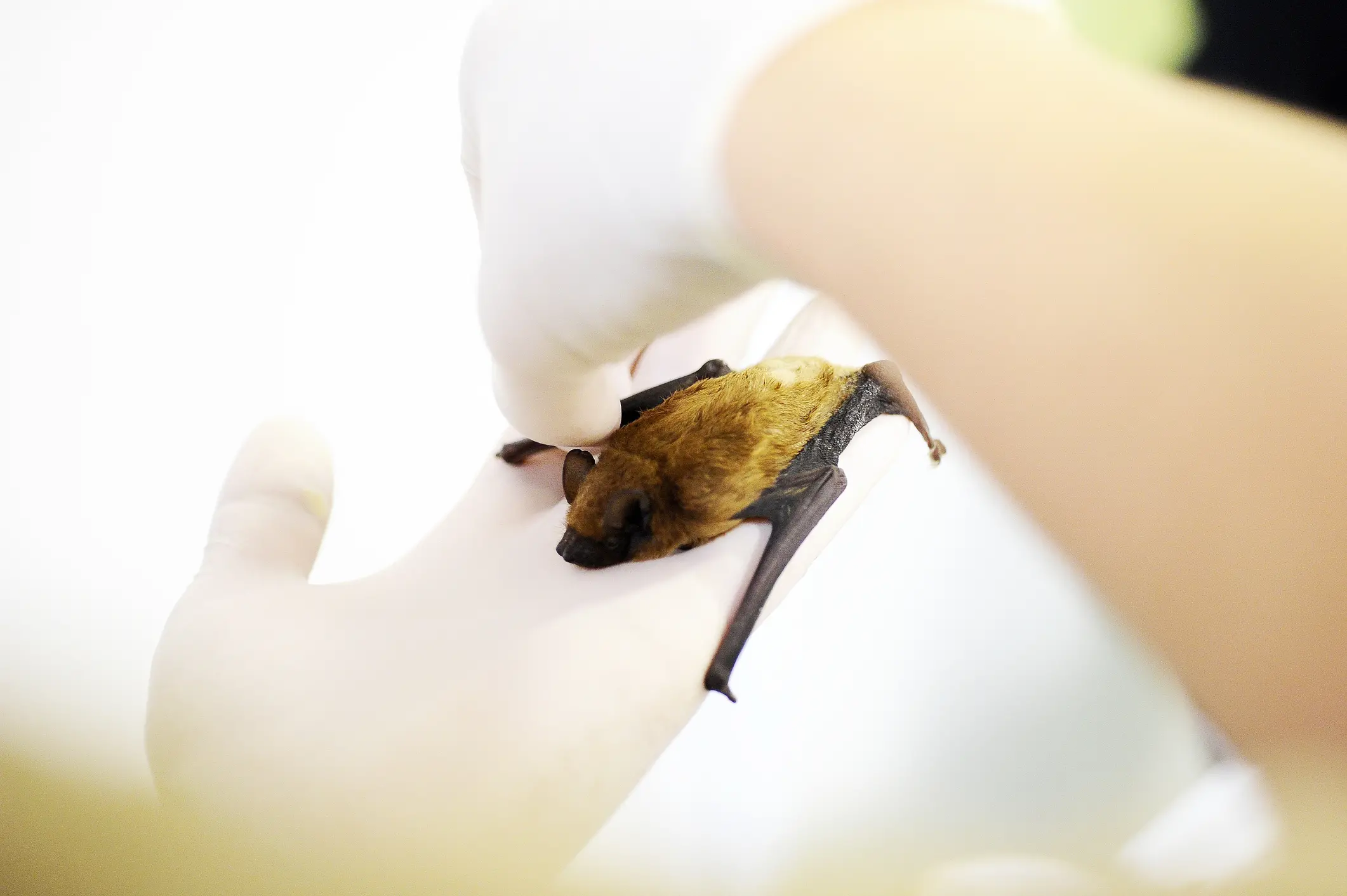 Bambini mangiano un pipistrello e muoiono, cosa sappiamo sulla malattia sconosciuta in Congo