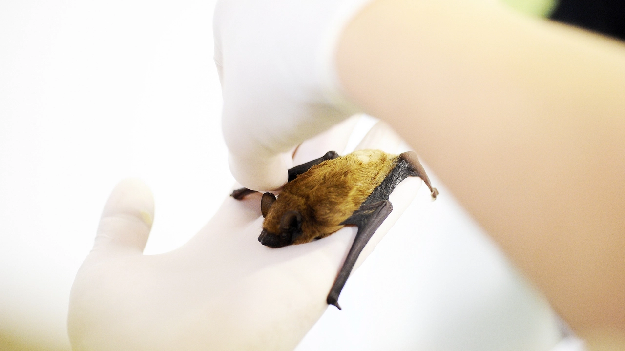 I pipistrelli potrebbero essere il veicolo della malattia