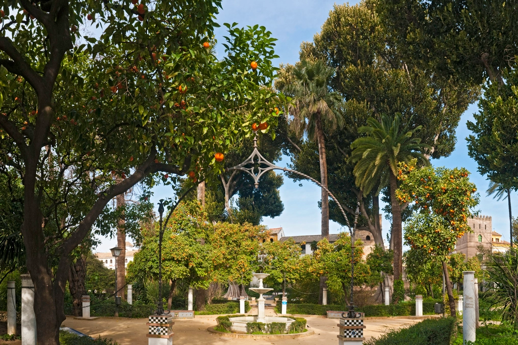 Alberi di arance in una piazzetta di Siviglia