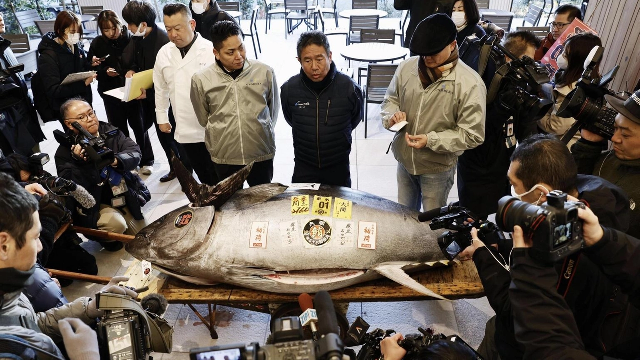 Un tonno di 276 kg venduto a 207 milioni di yen all'asta di Tokyo, il secondo prezzo più alto mai registrato.