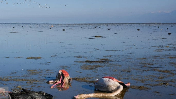 Anche gli animali risentono degli effetti dell'evaporazione del Mar Caspio