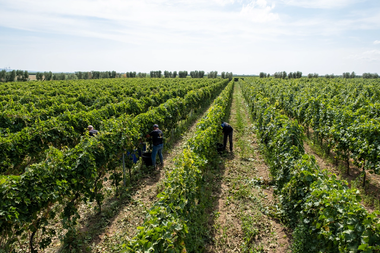 Vendemmia nei vigneti della Daunia