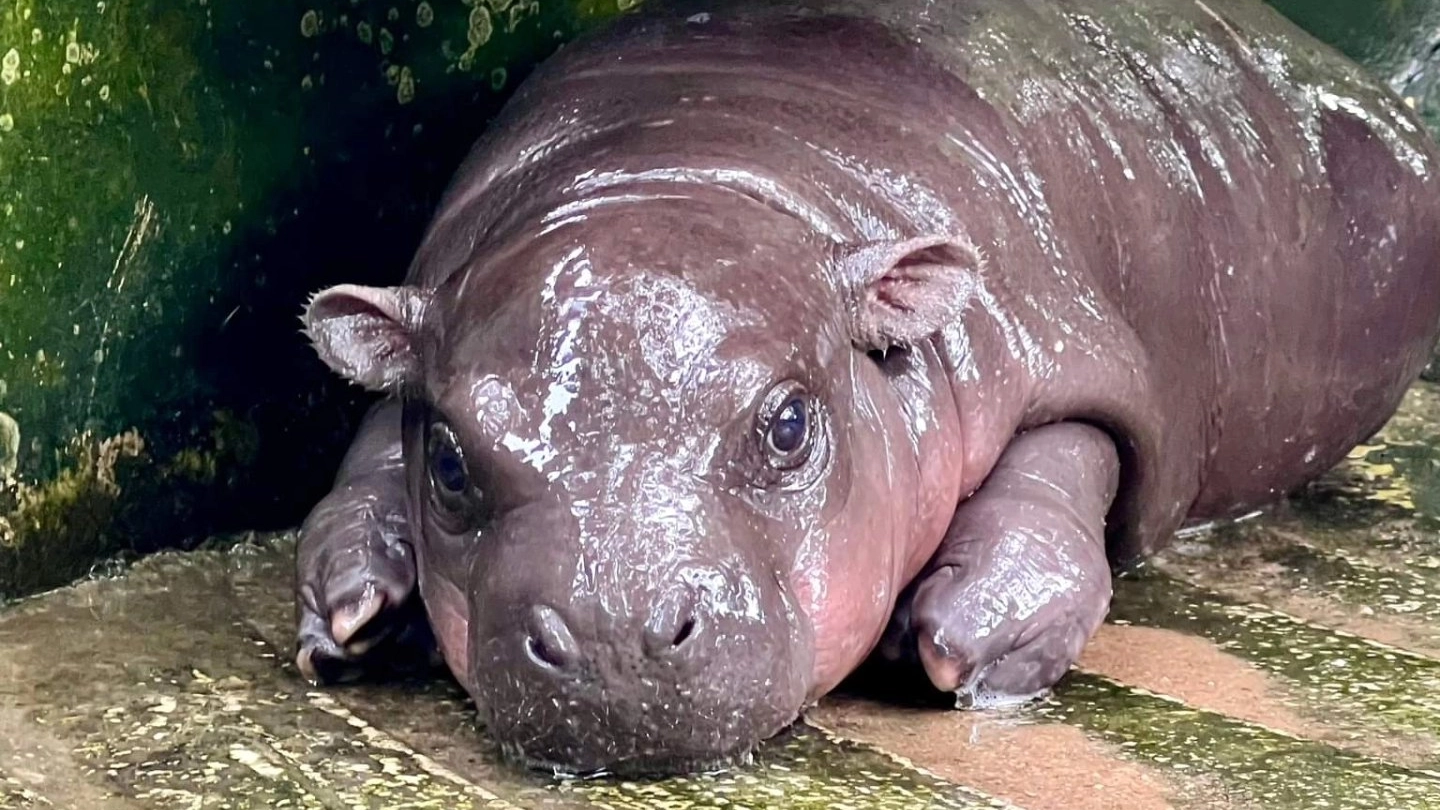 Moo Deng è un cucciolo di ippopotamo pigmeo di soli due mesi (X - @kkopzoo)