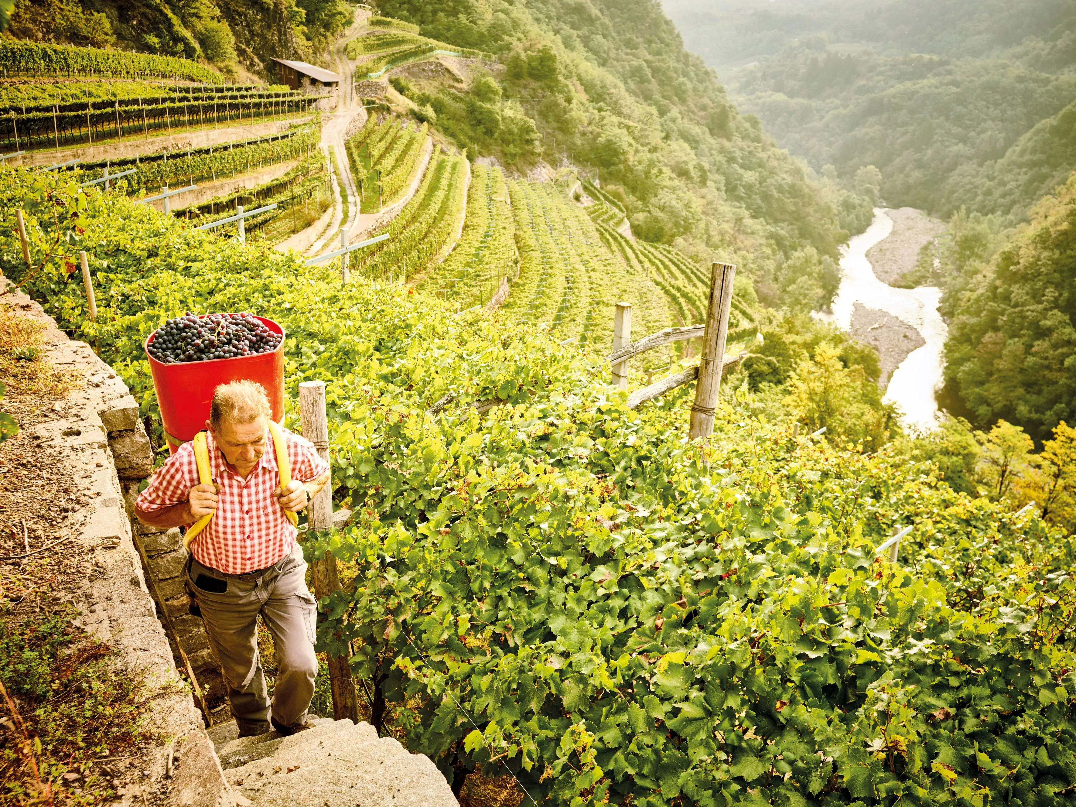 Cembra cantina di montagna: altitudine e verticalità per vini unici