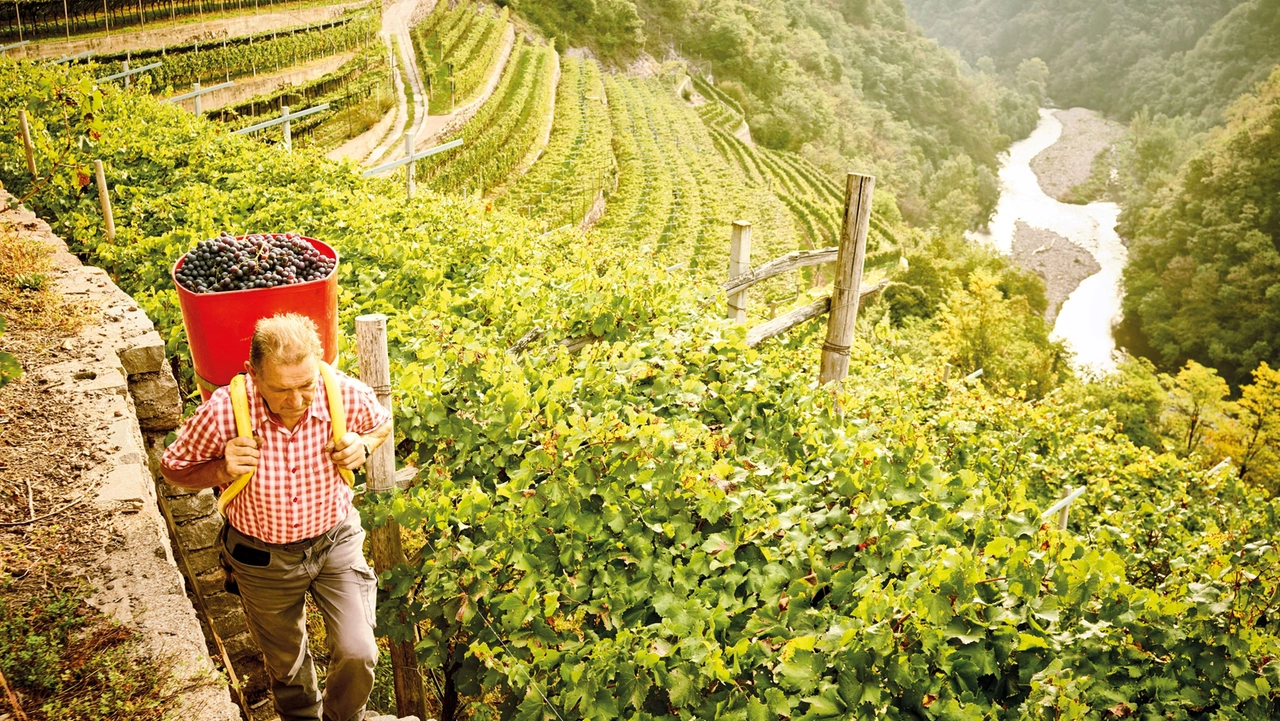 Cembra cantina di montagna: altitudine e verticalità per vini unici