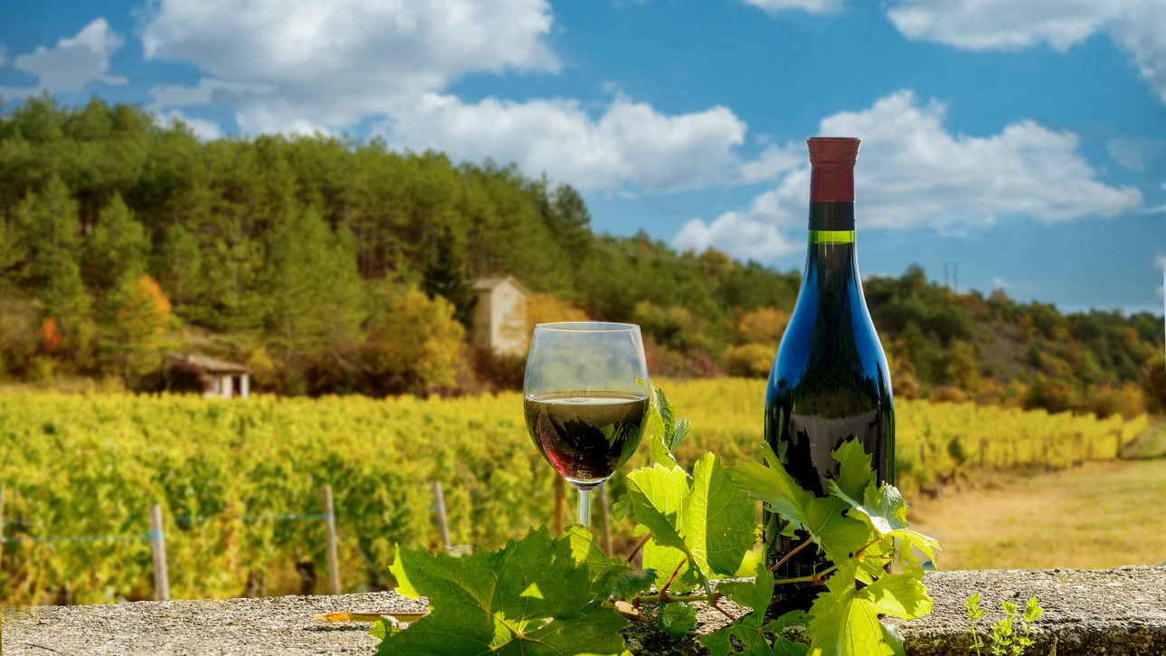 Un terzo terroir guadagna la possibilità di produrre Pinot Nero con la denominazione Aoc Alsace Grand Cru