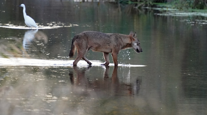 Lupi Che Uccidono Cani. L'esperto Dell'Ispra: Cosa Succede E Gli Errori ...